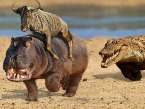 Бегемот спас антилопу от крокодила фото